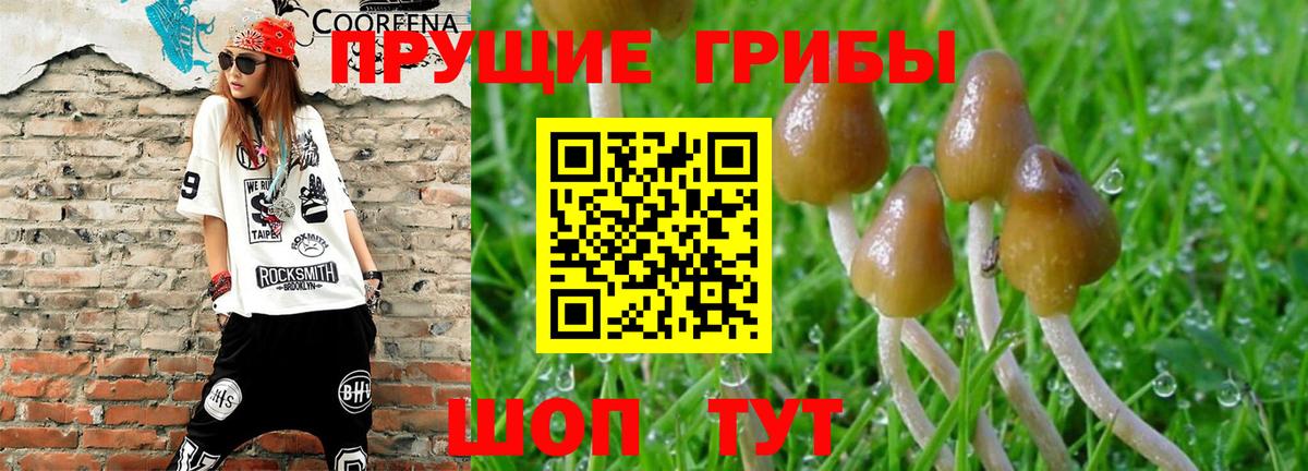 Псилоцибиновые грибы Psilocybine cubensis Майский